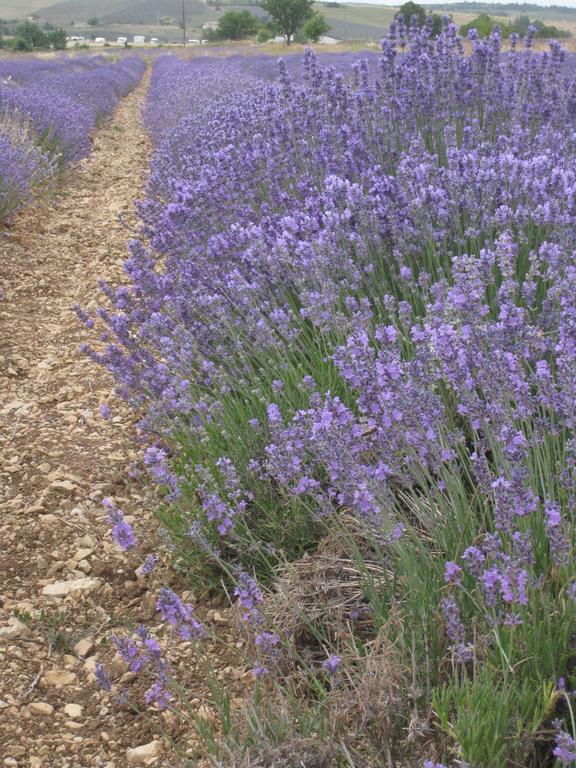 Le Clos Olives Comps  ภายนอก รูปภาพ